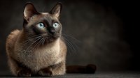 Siamese cat with striking blue eyes sitting against dark background, elegant feline portrait with rich brown and cream colored fur for pet photography projects.