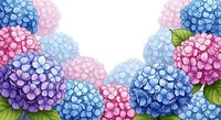 Colorful hydrangea flowers frame border with pink, blue and purple blooms on white background for spring garden design and floral decorations.