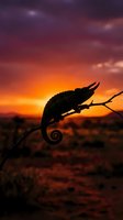 Chameleon silhouette on branch against dramatic sunset sky with purple orange gradient clouds in natural wildlife habitat for nature photography.
