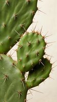Close-up of green prickly pear cactus pads with sharp spines and natural texture for botanical and desert plant photography projects.