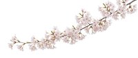 Delicate pink cherry blossom branch with soft petals on white background, perfect for spring designs, wedding invitations, and romantic projects.