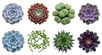 Collection of colorful succulent plants isolated on white background featuring echeveria, jade and haworthia varieties for gardening and botanical design.