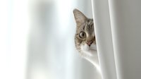 Curious tabby cat peeking from behind white curtain with bright eyes, creating playful hide-and-seek moment in minimalist home setting.