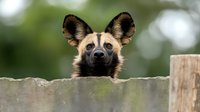 African wild dog peering over concrete wall with alert ears and distinctive facial markings against blurred green background.