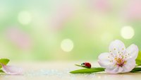Spring cherry blossom with ladybug on green leaf against soft bokeh background for wellness, spa treatments, natural beauty and seasonal designs.