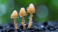 Small glowing orange mushrooms growing in dark soil against blurred green background, with water droplets adding magical forest atmosphere. Nature macro photography.