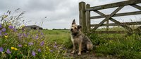 German Shepherd dog sitting by wooden farm gate in countryside meadow with purple wildflowers under cloudy sky for rural lifestyle and pet photography.