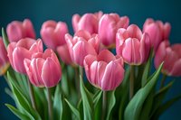 Pink tulips with green stems arranged in a bunch against a dark teal background, suitable for spring floral designs and seasonal marketing materials.