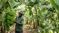 Farmer harvesting fresh green bananas on plantation, agricultural worker in hat picking fruit bunch from tree in tropical farm field.