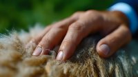 Close-up of gentle hand touching soft beige fur or wool texture against blurred green natural background, showing tenderness and connection with animals.