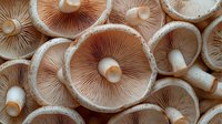 Fresh mushroom gills macro photography showing detailed texture and pattern of white and brown fungi caps arranged in organic composition.