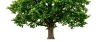 Large green oak tree with dense foliage isolated on white background for environmental design projects and nature concepts.