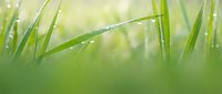 Fresh green grass blades with morning dew drops in soft natural light creating peaceful spring meadow atmosphere for wellness and nature concepts.