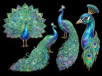 Colorful peacock clipart set with four poses, isolated on transparent background. Teal and blue feathers, great for stickers, t-shirt design, and print on demand.