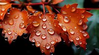 Vibrant orange maple leaves covered in fresh morning dew drops against dark background, creating dramatic natural macro photography effect. Autumn seasonal concept.