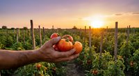 Fresh ripe tomatoes cupped in farmer hands at sunset in organic vegetable garden with golden light streaming through vineyard rows during harvest season.