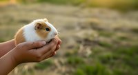Guinea pig held in child's hands outdoors with blurred natural background, suitable for pet care, animal education, and family lifestyle content.