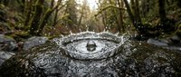 Crocodile eye with water droplets splashing, close-up wildlife detail in natural forest habitat setting.