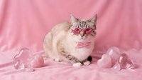 Adorable tabby cat with pink heart-shaped sunglasses sitting on soft pink fabric background with decorative ribbons for Valentine's Day celebration.