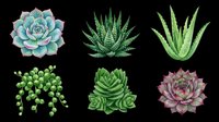 Succulent plants collection isolated on transparent background, ready for t-shirt design, clipart, stickers, print-on-demand products and sublimation projects.