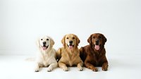 Three friendly retriever dogs sitting together on white background, golden and chocolate colored canines posing for portrait photography.