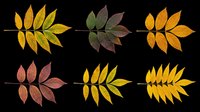 Autumn leaf branches in various fall colors isolated on transparent background, ready for t-shirt design, clipart, stickers, sublimation and print-on-demand projects.
