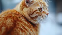 Ginger cat with amber eyes in profile view against blurred background, showcasing detailed fur texture and alert expression. Suitable for pet care marketing.