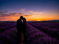 Silhouetted couple kissing in blooming lavender field at sunset, romantic landscape for wedding and love themes.