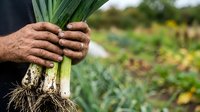 Farmer holding freshly harvested leek with soil and roots visible, agricultural field background. Organic vegetable farming and harvest concept.