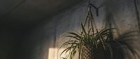 Spider plant hanging in macrame planter casting dramatic shadows on textured wall in moody indoor lighting for home decor and botanical design projects.