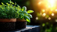 Fresh basil plant growing in terracotta pot against golden sunset bokeh background, green aromatic herbs in garden setting with soft natural lighting.