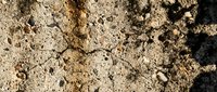 Dry cracked earth texture with scattered stones and shadows, suitable for environmental, climate change, drought, and desert background projects.