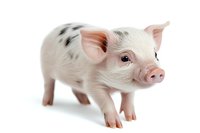 Spotted piglet with black markings on white fur standing against white background, isolated photo suitable for agriculture and farming projects.