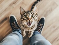 Excited tabby cat looking up at camera with open mouth, sitting between person's feet on wooden floor. Pet companionship moment.