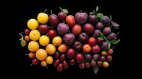Assorted fresh plums and cherries in yellow, red, and purple tones, isolated on transparent background, ready for stickers, print on demand, and T-shirt design.