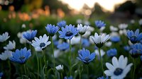 Delicate blue and white daisy flowers blooming in garden at sunset, with soft bokeh background creating dreamy natural atmosphere for spring season.