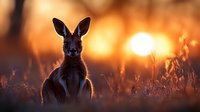 Kangaroo silhouette at golden sunset in Australian outback wilderness with warm orange sky and grassland landscape for nature wildlife photography.