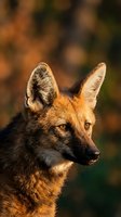 Wild fox portrait with golden fur and alert amber eyes in natural forest habitat during warm sunlight for wildlife photography and nature content.