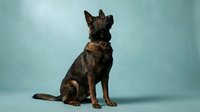 German Shepherd puppy sitting on blue background wearing brown leather collar looking up with alert expression for pet photography and training materials.