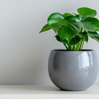 Monstera deliciosa plant with large green leaves growing in modern round gray ceramic pot against neutral wall background, minimalist home decor styling.