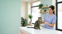 Female veterinarian in blue scrubs examining tabby cat during checkup at modern animal clinic with plants and natural lighting for pet healthcare.
