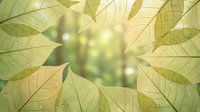 Natural green leaves frame with soft bokeh background creating organic border for eco-friendly design and nature photography projects.