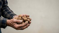 Farmer's weathered hands holding freshly harvested peanuts in shell, wearing plaid shirt. Agricultural harvest and farming concept for agricultural industry and food production.