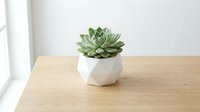 Small green succulent plant in white ceramic pot on wooden table near window for home decor and interior design projects.