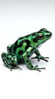 Vibrant green poison dart frog with black markings isolated on white background, suitable for educational materials, wildlife design projects, and nature publications.