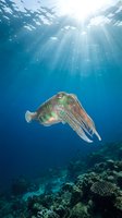 Cuttlefish swimming in deep blue ocean water with sunlight rays penetrating surface above coral reef. Marine life underwater photography for diving content.