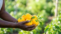 Farmer's hands holding fresh yellow bell peppers in garden, harvesting organic produce outdoors for agriculture and food industry use.