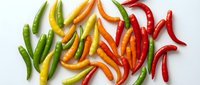 Colorful hot chili peppers arranged on white background showing variety of spice levels from mild green to fiery red for cooking and culinary use.