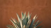 Desert agave plant with sharp pointed leaves against warm terracotta wall background creating minimalist southwestern botanical composition.