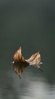 Dried autumn leaves floating on calm water surface with mirror reflection creating peaceful natural scene for meditation and mindfulness concepts.